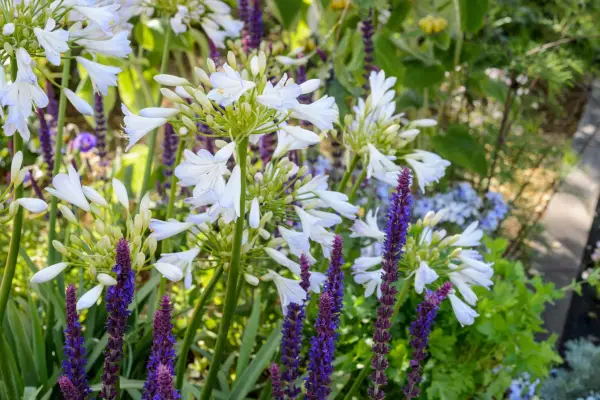 Salvia and agapanthus