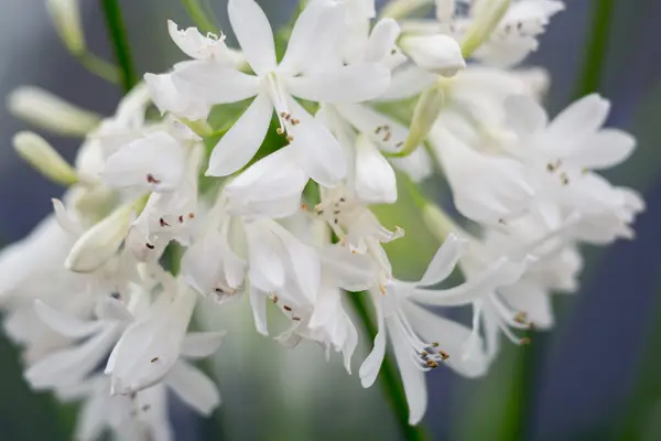 Agapanthus Arctic Star