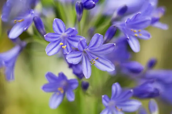 Agapanthus Brilliant Blue