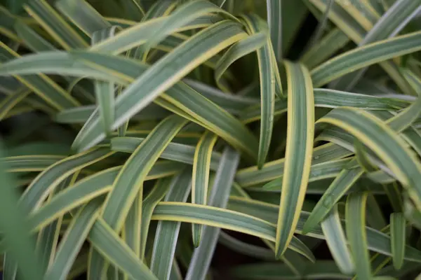 Agapanthus Golden Drop