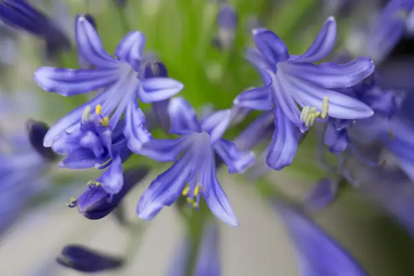 Agapanthus Hoyland Chelsea Blue