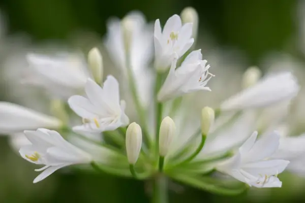 Agapanthus Little Dutch White