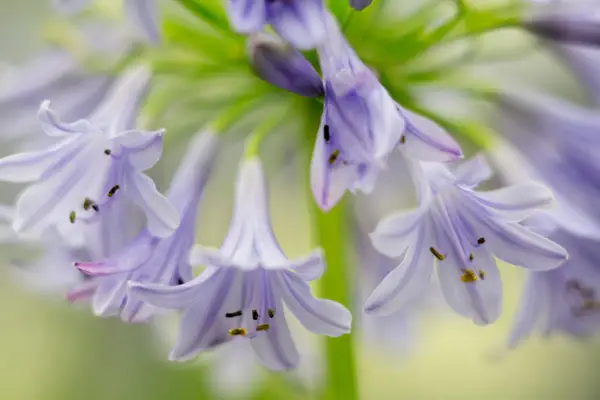 Agapanthus Margaret