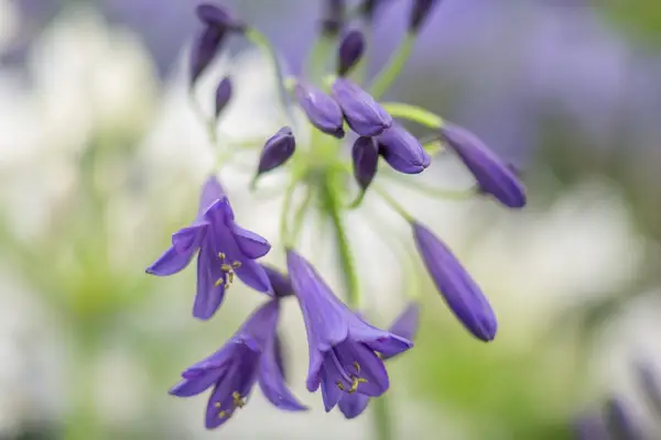 Agapanthus Midnight Dream