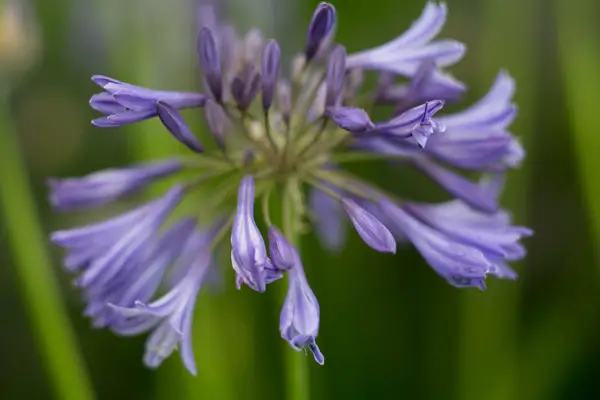 Agapanthus Midnight Star