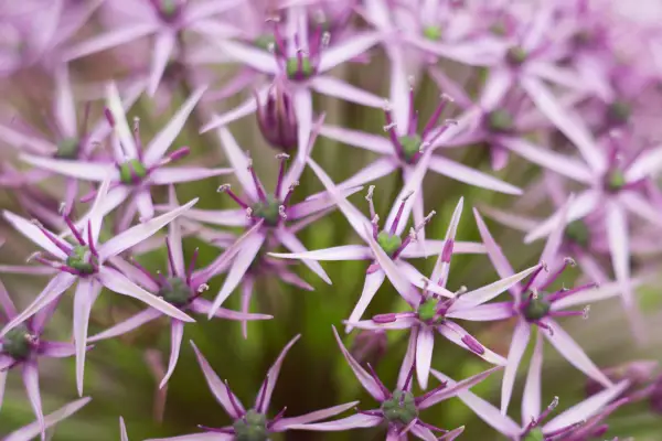 アリウム「アトラス」