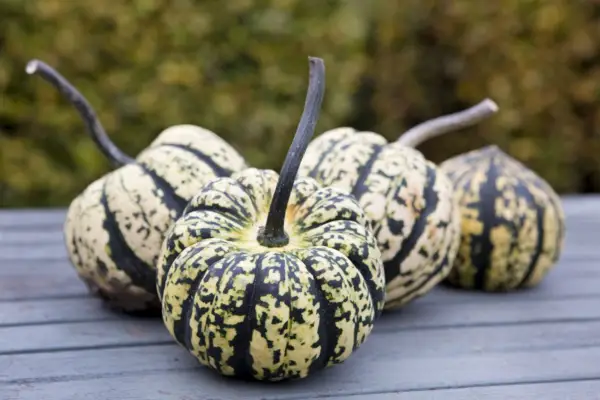Cucurbita pepo „sladké knedle“