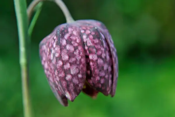 Fritillaria Meleagris