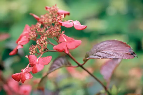 הידראנגאה 'בני-גאקו'