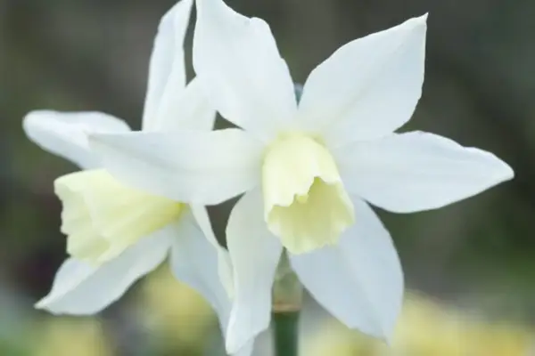 Narcissus 'toto'