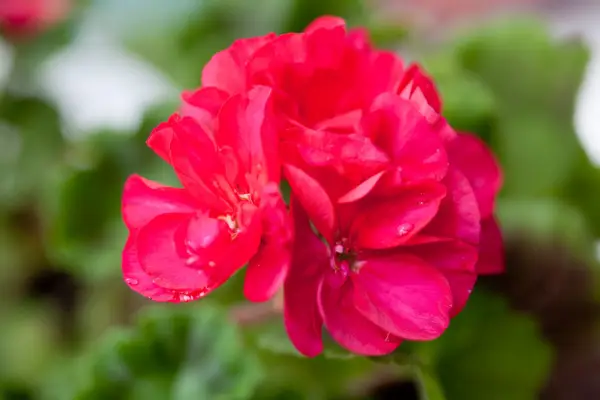 Pelargonium 'Foxy'