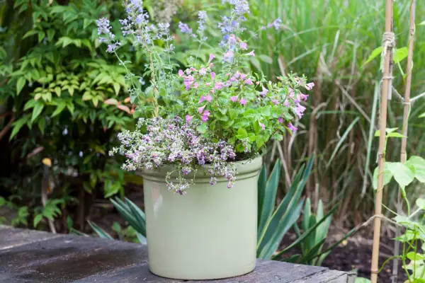 Penstemon in a pot