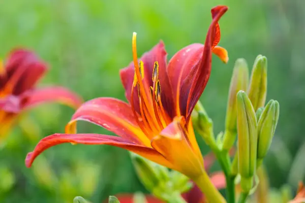 Hemerocallis 