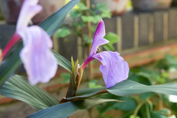 Roscoea purpurea 'Brown Peacock'