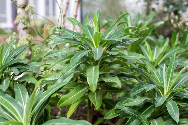 Euphorbia amygdaloides var. robbiae