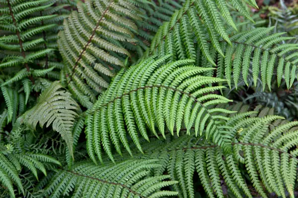 Dryopteris wallichiana