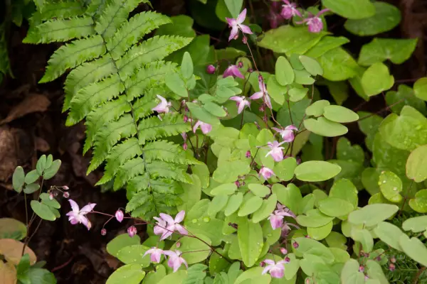 Epimedium x youngianum 