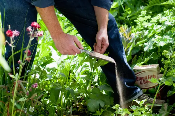 Feeding plants in a border