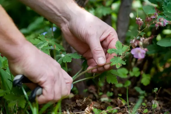 Deadhead spring-flowering plants