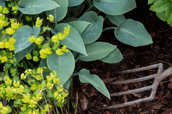 Mulching around plants