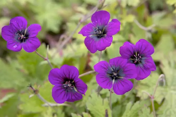 Geranium 