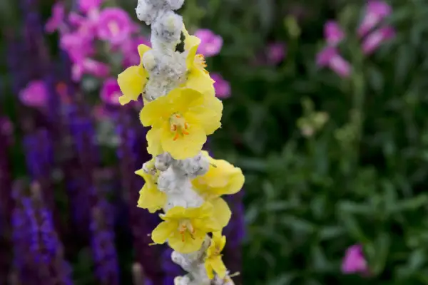 Verbascum Bombyciferum 'Polar Summer'