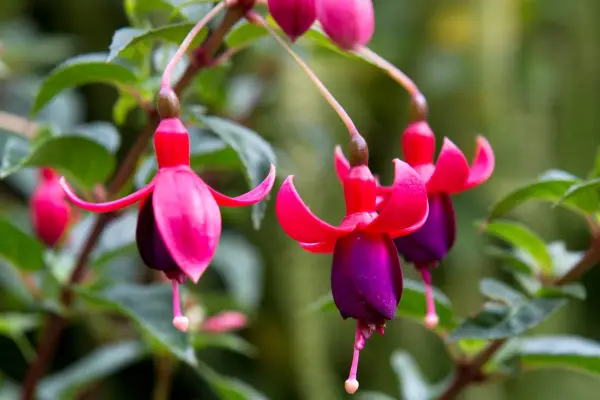 Fuchsia 