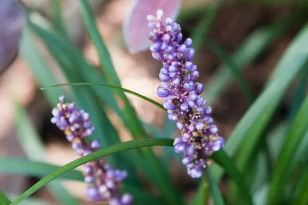 Liriope muscari