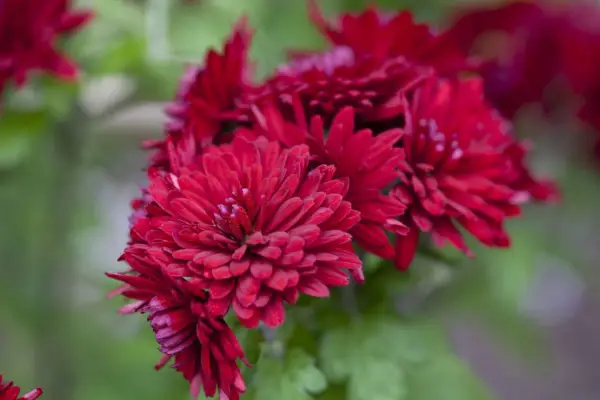 Chrysanthemum 