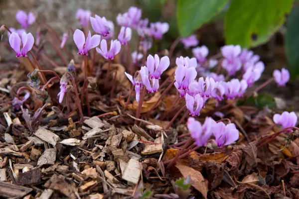 Cyclamen hederifolium