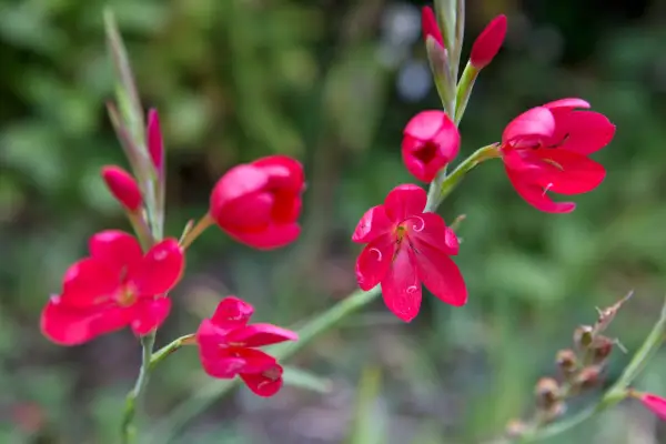 Hesperantha coccinea 