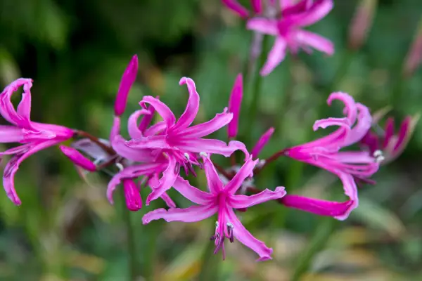 Nerine bowdenii