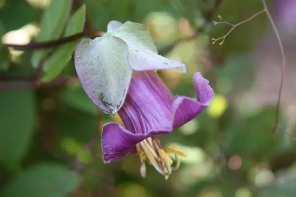 Cobaea scandens