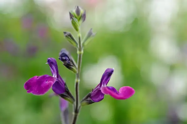 Salvia greggii 