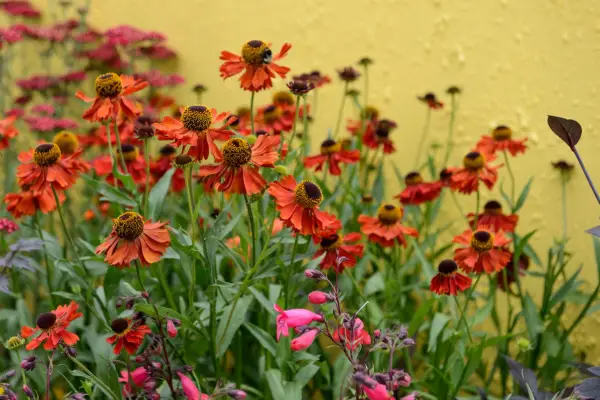 Helenium 