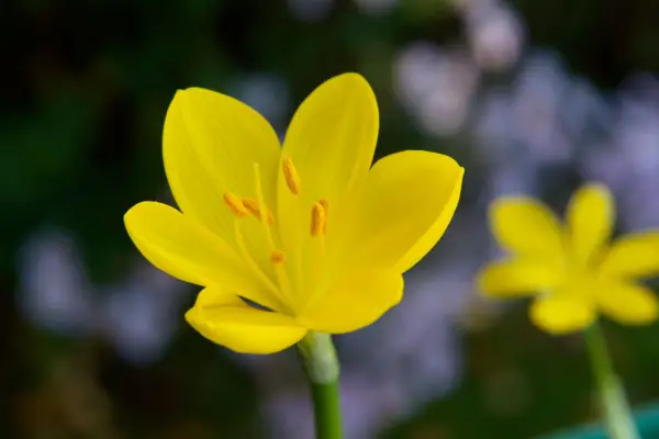 Sternbergia lutea