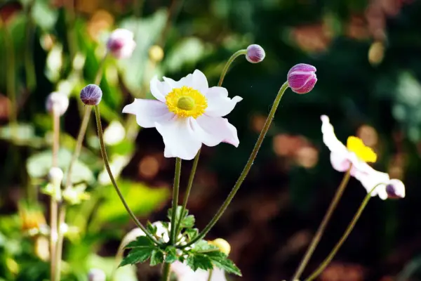 Japanese anemone 