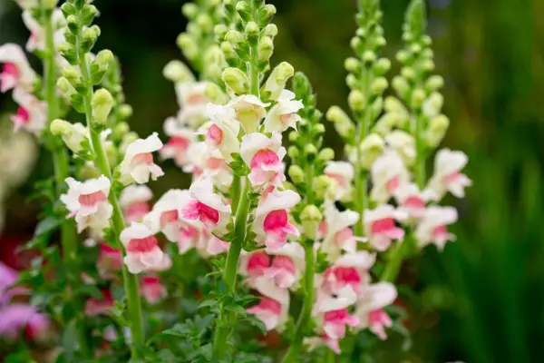 Snapdragon 