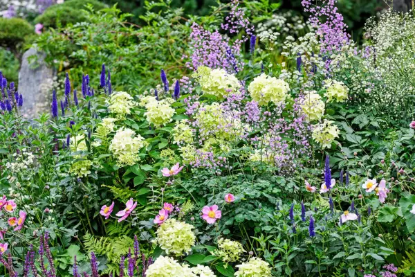 20 plants for autumn flowers