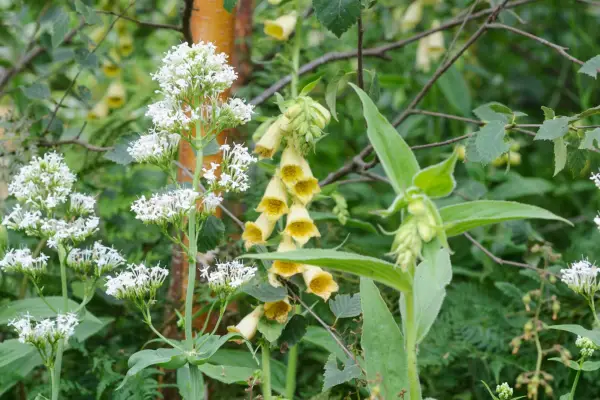 Digitalis lutea