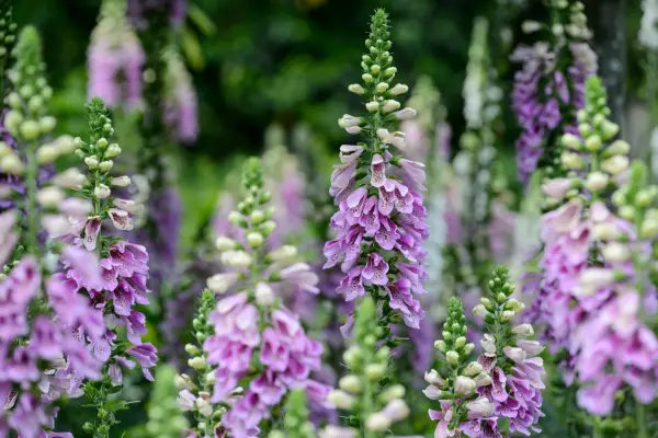 Digitalis purpurea 