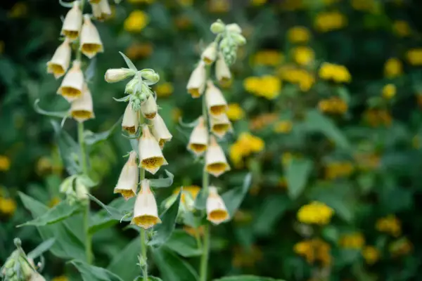 Digitalis grandiflora