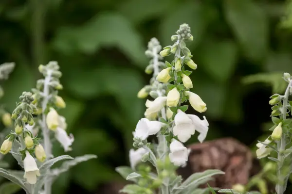 Digitalis purpurea subsp. heywoodii