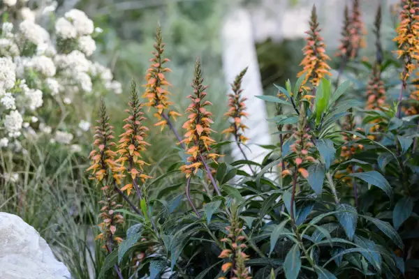 Digitalis canariensis
