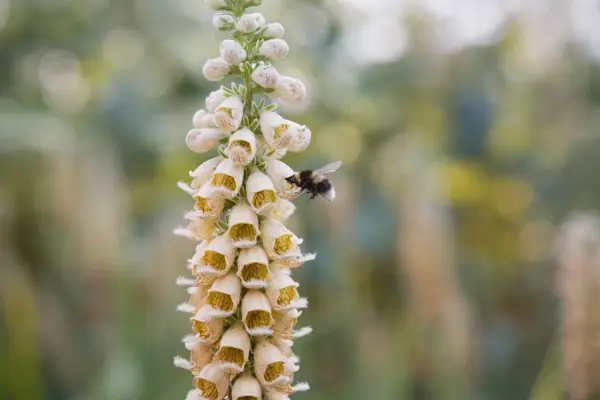 Digitalis ferruginea. Photo: Getty Images.