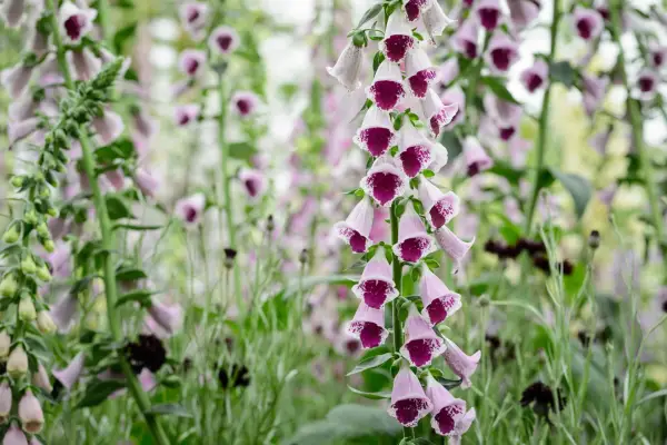 Beste foxGloves å vokse