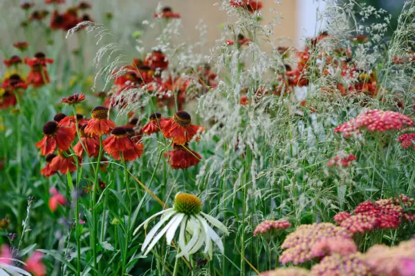 Cele mai bune plante pentru o graniță de pradă