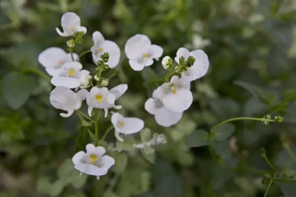 Diascia 'Divara White'