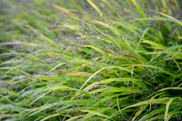 Løvplanter for fuktig skygge