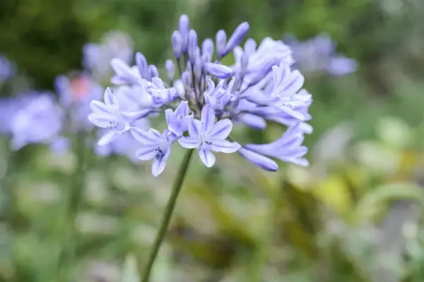Agapanthus Blue Moon